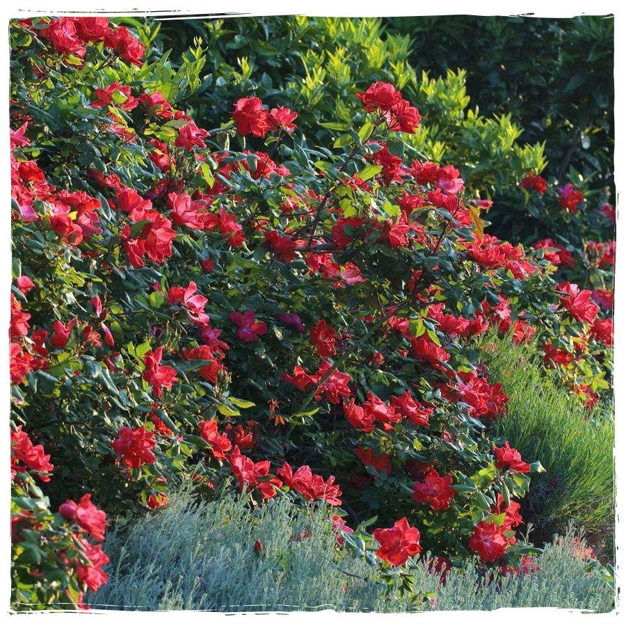 Knock Out róże rabatowe